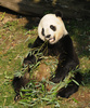 Giant Panda003