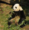 Giant Panda004