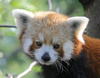 Red Panda - Ailurus fulgens