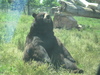 Sitting Bull? No, Sitting Bear!