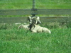Rams