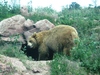 Bear Country