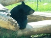Bear Country