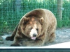 Bear Country