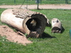Bear Country
