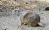 Black-Tailed Prairie Dog (Cynomys ludovicianus)001