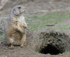 Black-Tailed Prairie Dog (Cynomys ludovicianus)002