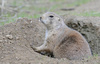 Black-Tailed Prairie Dog (Cynomys ludovicianus)004