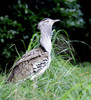 Kori Bustard (Ardeotis kori)