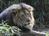 Lion (Panthera leo)001