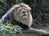 Lion (Panthera leo)002