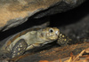 Pancake Tortoise (Malacochersus tornieri)001