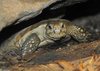 Pancake Tortoise (Malacochersus tornieri)002