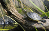 Red-Eared Slider (Trachemys scripta elegans)100