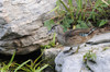 Wood Duck (Aix sponsa)