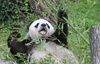 Giant Panda (Ailuropoda melanoleuca)005