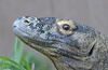 Komodo Dragon (Varanus komodoensis)