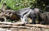 Giant Anteater (Myrmecophaga tridactyla)001