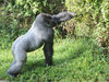 Secret Stash - Western Lowland Gorilla (Gorilla gorilla gorilla)