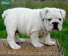 english bulldog puppy