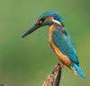 Alcedo atthis