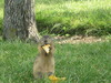 ground squirrel