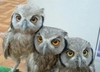 three cutie owls