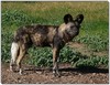 Cape hunting dog male