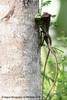 Green Crested Lizard in copulation