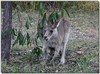 Eastern grey kangaroo 1 - Eastern gray kangaroo (Macropus giganteus)