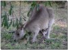 Eastern grey kangaroo 2 - Eastern gray kangaroo (Macropus giganteus)
