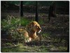 Lion...