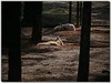 Dingoes...