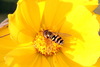 Hoverfly on flower