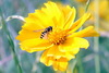 Hoverfly on flower