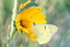 Eastern Pale Clouded Yellow (Colias erate)
