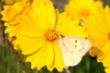 Eastern Pale Clouded Yellow (Colias erate)