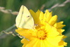 Eastern Pale Clouded Yellow (Colias erate)