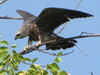 mississippi kite - Ictinia mississippiensis, male