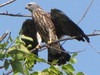 young kite (about three weeks old)