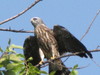 young mississippi kite