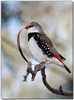 diamond firetail finch