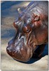 hippopotamus 1