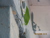 Leaf Bug