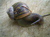 dutch snails: helix aspersa