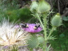 bumble bee's