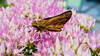 Skipper