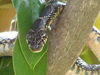 Horseshoe whipsnake (coluber hippocreppis)