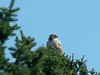 What bird is this?