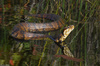 Morning Visitor - Eastern Cottonmouth (Agkistrodon piscivorus piscivorus)